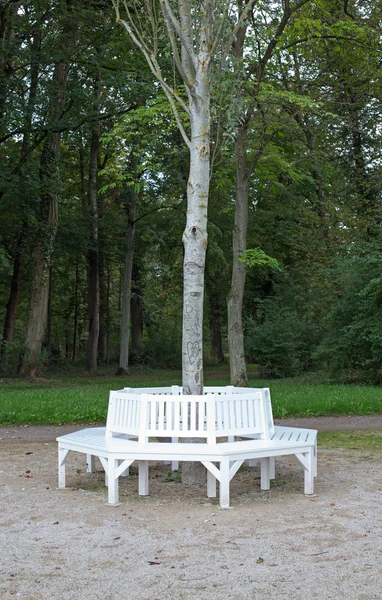 Белые скамейки, сгруппированные вокруг дерева — стоковое фото