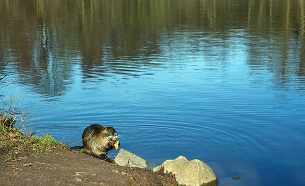 Beverrat (nutria) in een meer — Stockfoto