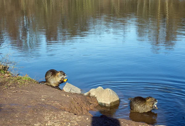 Coypu (nutria) в озере — стоковое фото