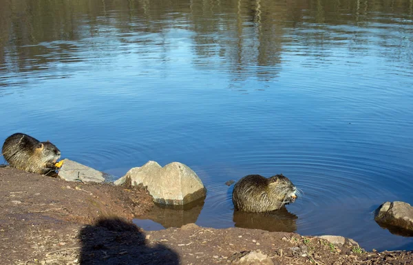 Two coypu (nutria) — Stock Photo, Image