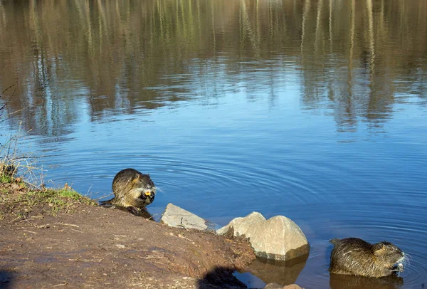 Two coypu (nutria) — Stock Photo, Image