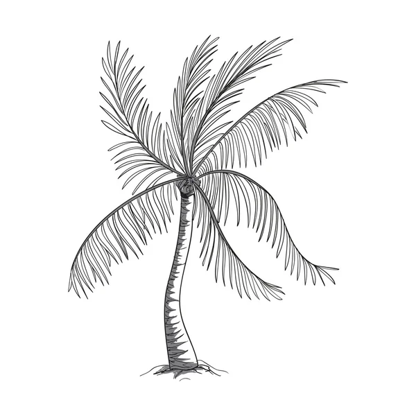 Vector Hand Drawn Palm Tree — Stock Vector