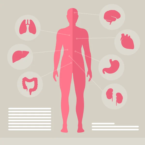 Vector menselijke organen — Stockvector