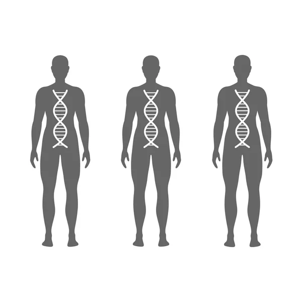 Vector Human DNA — Stock Vector