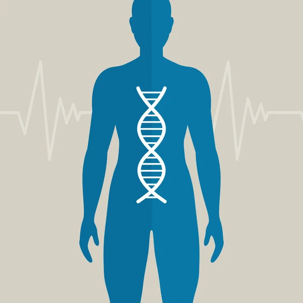 Vector menselijk dna — Stockvector