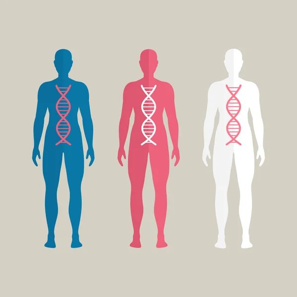 Vector ADN humano — Vector de stock