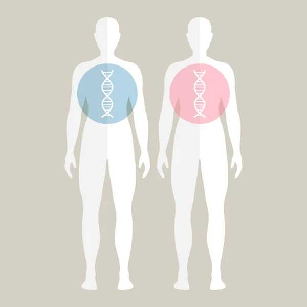 Vecteur ADN humain — Image vectorielle