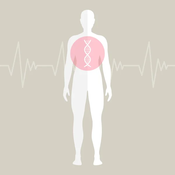 Vektor menschliche dna — Stockvektor