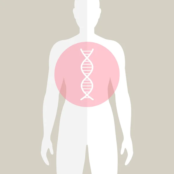 Vektor menschliche dna — Stockvektor