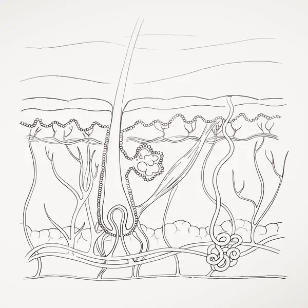 Diagrama de pele humana desenhada à mão vetorial —  Vetores de Stock