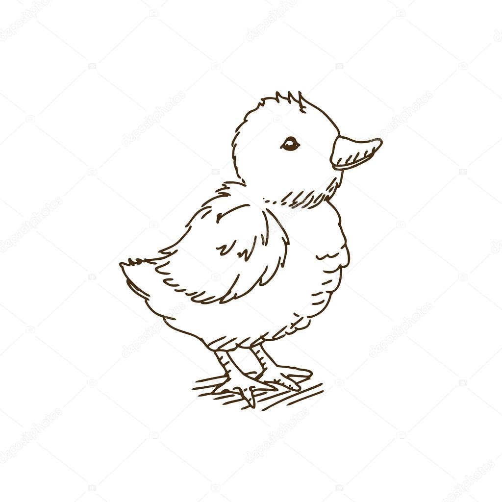 vector baby chicken stock vector ramonakaulitzki 61561511