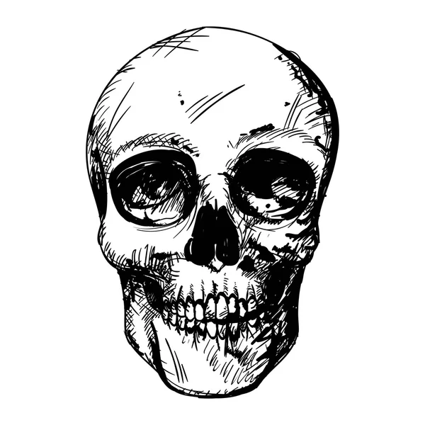 Vector Black and White Human Skull Drawing — Stock Vector