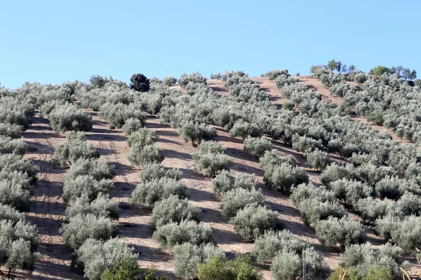 Τυπικό αγροτικό τοπίο με ελιές και χωράφια καλαμποκιού. Ανδαλουσία, Ισπανία — Φωτογραφία Αρχείου