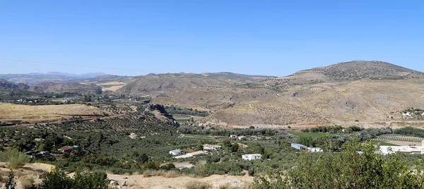 Paysage rural typique avec oliviers et champs de maïs. Andalousie, Espagne — Photo