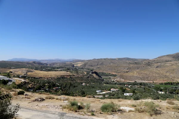 Typische landschap met olijven en graangebieden. Andalusië, Spanje — Stockfoto