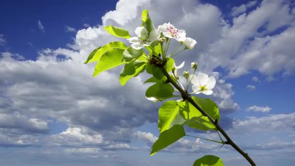 开了花的苹果树枝条 白色的大花映衬着乌云的天空 — 图库视频影像