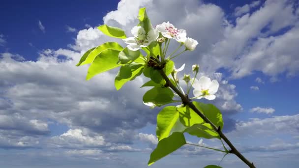 Blommande Äppelträd Gren Med Stora Vita Blommor Mot Himlen Med — Stockvideo