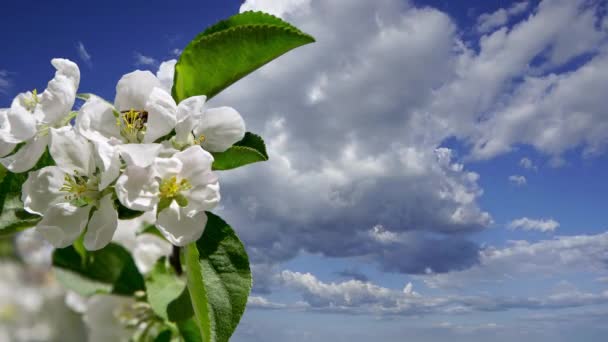 开了花的苹果树枝条 白色的大花映衬着乌云的天空 — 图库视频影像