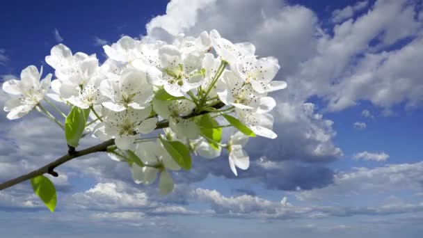 Bloeiende Appelboom Tak Met Grote Witte Bloemen Tegen Hemel Met — Stockvideo