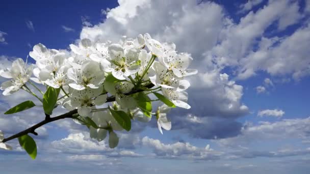 雲と空に対して大きな白い花でリンゴの木の枝を開花 — ストック動画