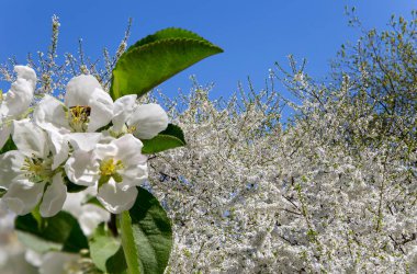 Bahar mevsiminde büyük beyaz çiçeklerle çiçek açan elma dalı (bahar arkaplanı beyaz çiçeklerle