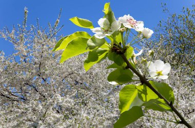 Bahar mevsiminde büyük beyaz çiçeklerle çiçek açan elma dalı (bahar arkaplanı beyaz çiçeklerle
