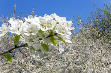 Bahar mevsiminde büyük beyaz çiçeklerle çiçek açan elma dalı (bahar arkaplanı beyaz çiçeklerle