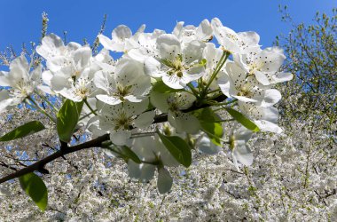 Bahar mevsiminde büyük beyaz çiçeklerle çiçek açan elma dalı (bahar arkaplanı beyaz çiçeklerle
