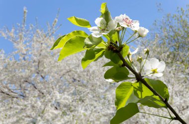 Bahar mevsiminde büyük beyaz çiçeklerle çiçek açan elma dalı (bahar arkaplanı beyaz çiçeklerle
