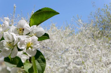 Bahar mevsiminde büyük beyaz çiçeklerle çiçek açan elma dalı (bahar arkaplanı beyaz çiçeklerle