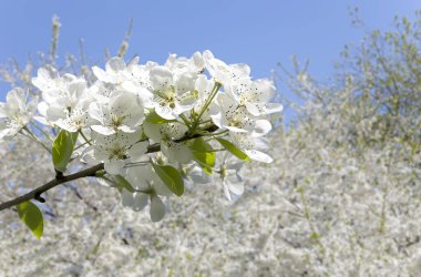 Bahar mevsiminde büyük beyaz çiçeklerle çiçek açan elma dalı (bahar arkaplanı beyaz çiçeklerle