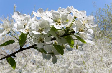Bahar mevsiminde büyük beyaz çiçeklerle çiçek açan elma dalı (bahar arkaplanı beyaz çiçeklerle