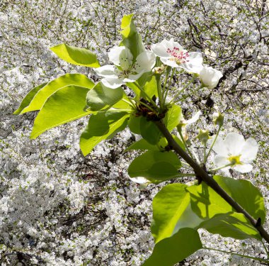 Bahar mevsiminde büyük beyaz çiçeklerle çiçek açan elma dalı (bahar arkaplanı beyaz çiçeklerle