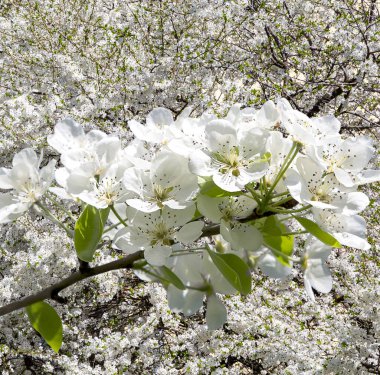 Bahar mevsiminde büyük beyaz çiçeklerle çiçek açan elma dalı (bahar arkaplanı beyaz çiçeklerle