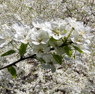 Bahar mevsiminde büyük beyaz çiçeklerle çiçek açan elma dalı (bahar arkaplanı beyaz çiçeklerle