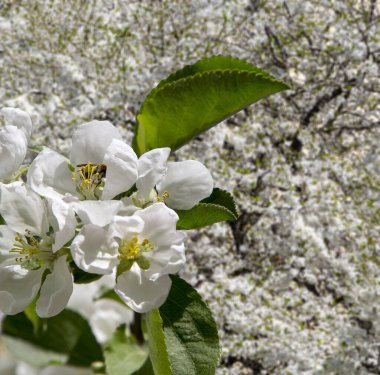 Bahar mevsiminde büyük beyaz çiçeklerle çiçek açan elma dalı (bahar arkaplanı beyaz çiçeklerle