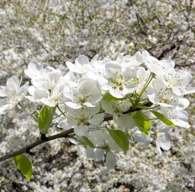 Bahar mevsiminde büyük beyaz çiçeklerle çiçek açan elma dalı (bahar arkaplanı beyaz çiçeklerle