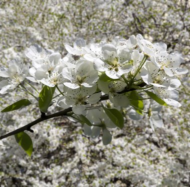 Bahar mevsiminde büyük beyaz çiçeklerle çiçek açan elma dalı (bahar arkaplanı beyaz çiçeklerle