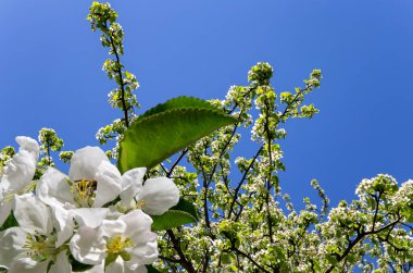 Bahar mevsiminde büyük beyaz çiçeklerle çiçek açan elma dalı (bahar arkaplanı beyaz çiçeklerle