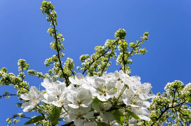 Bahar mevsiminde büyük beyaz çiçeklerle çiçek açan elma dalı (bahar arkaplanı beyaz çiçeklerle