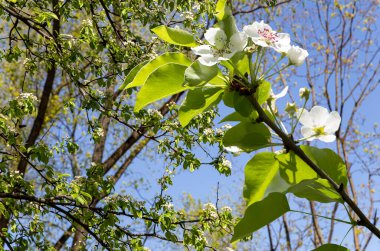 Bahar mevsiminde büyük beyaz çiçeklerle çiçek açan elma dalı (bahar arkaplanı beyaz çiçeklerle