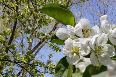 Bahar mevsiminde büyük beyaz çiçeklerle çiçek açan elma dalı (bahar arkaplanı beyaz çiçeklerle