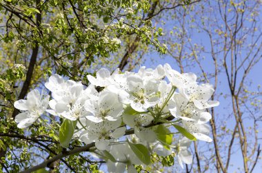Bahar mevsiminde büyük beyaz çiçeklerle çiçek açan elma dalı (bahar arkaplanı beyaz çiçeklerle