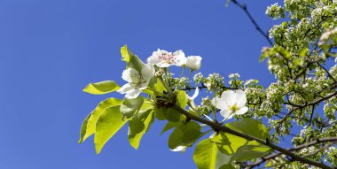 Bahar mevsiminde büyük beyaz çiçeklerle çiçek açan elma dalı (bahar arkaplanı beyaz çiçeklerle