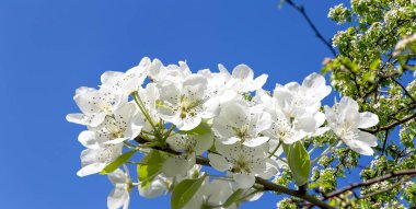 Bahar mevsiminde büyük beyaz çiçeklerle çiçek açan elma dalı (bahar arkaplanı beyaz çiçeklerle