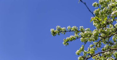 Bahar mevsiminde büyük beyaz çiçeklerle çiçek açan elma dalı (bahar arkaplanı beyaz çiçeklerle