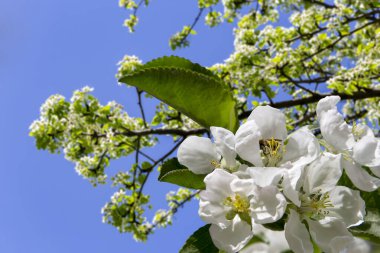 Bahar mevsiminde büyük beyaz çiçeklerle çiçek açan elma dalı (bahar arkaplanı beyaz çiçeklerle