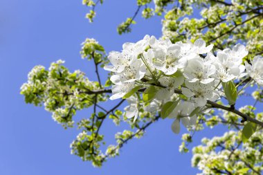 Bahar mevsiminde büyük beyaz çiçeklerle çiçek açan elma dalı (bahar arkaplanı beyaz çiçeklerle