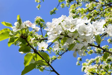 Bahar mevsiminde büyük beyaz çiçeklerle çiçek açan elma dalı (bahar arkaplanı beyaz çiçeklerle