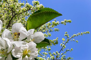 Bahar mevsiminde büyük beyaz çiçeklerle çiçek açan elma dalı (bahar arkaplanı beyaz çiçeklerle